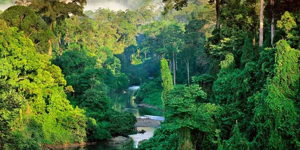 Rainforest